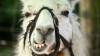 Pastures Past: When llamas lived in zoos, not lifestyle blocks