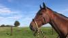 ‘Encouraging welfare conversations and celebrating good horsemanship’ as agricultural show announces bitless showing class