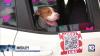 Rescue Ride Out aims to help Miami-Dade shelter dogs find homes