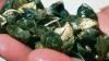 Wildlife officials says Texas lake is 'infested' with invasive species -- and the species is reproducing