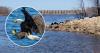 72-year-old Wisconsin man drowns attempting to rescue injured bald eagle