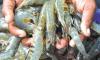 Shrimp Farmers to Halt Harvest on June 30
