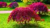 Japanese maples will stay bushy and healthy if one natural item is poured on the soil in late June