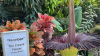 'Smells like a dead mouse:' Penelope the Corpse Flower blooms at Milwaukee Park Domes