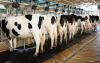Quality milk to fetch higher returns as Kenya shifts dairy payment model