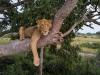 The Lion With Nine Lives: Jacob’s Story And The Making Of A Wildlife Documentary.