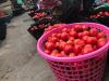 A/R: Kumasi tomato traders push for revival of local tomato industry 