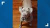 Dog to be reunited with Iowa family after owner dies in West Virginia crash