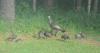 Turkey Brood Survey begins July 1