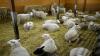 Dairy Goat Economics and Facility Tour Offered July 29