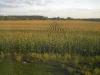 Could E15 Biofuel Give Wisconsin Corn A Big Boost?