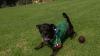Family finds lost dog missing thanks to Mexico World Cup celebration