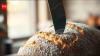 Canadian proverb of the day: "Do not yell 'dinner' until your knife is in the loaf" and a lesson on humility, patience