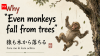 Japanese proverb of the day: Why "Even monkeys fall from trees" reminds us that everyone makes mistakes