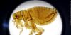 Arizona health officials investigate suspected pneumonic plague case