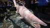 The ocean’s strangest shark filmed alive for the first time at a depth of nearly 6,600 feet