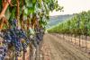 The new cost that crushes struggling Napa grape growers