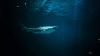 12-year-old boy is stable after shark attack while swimming with brother in Bahamas