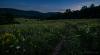 Fireflies are peaking across West Virginia this week. Here’s where to see them