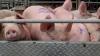 Cebu City bans hogs, pork products amid ASF threat