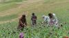 Afghanistan's opium stockpiles sustain global heroin trade: UN