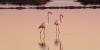 Pylons threaten Camargue nature reserve in south of France