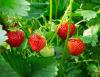 New Jersey gardener plants 300 perennial fruits by hand, and the farm's foundation is set