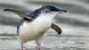 Real estate agents censured for failing to reveal coastal home’s penguin protection plan