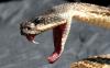 Arizona grandfather walks home after diamondback bite that felt like 'a charge of electricity'