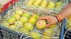 Indian mangoes steal the spotlight at Washington’s Dupont Circle Mango Festival