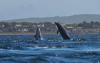Global Ocean Faces ‘Deepening Crisis,’ but Governance Is Improving: UN Report