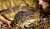 Video shows swollen python pulled from beneath a home in Australia after swallowing family cat