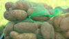 'Food Is Medicine Produce Fair' is antidote to food insecurity