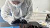 Murray Watt declares any spread of H5 bird flu to Australia’s poultry industry could devastate sector