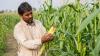 Advancing Pakistan’s Agricultural Future Through the National Agricultural Biotechnology Policy