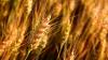 New wheat shipment transits Azerbaijan en route from Russia to Armenia