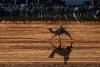 Desert beasts: 'High-strung' camels race in Australian outback