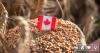 Canada’s $2.1 Billion Food Strategy Doesn’t Mention Plant-Based Proteins Once