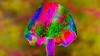 This Mushroom Makes People Hallucinate Tiny People, and Scientists Don’t Know Why