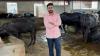 Punjab engineer gives up ‘Australian dream’, earns Rs 80L annually from buffalo farming and start-up consultancy