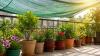 Gardening Hacks: Stop Buying Fertiliser! This Kitchen Secret Gives You Baskets of Veggies