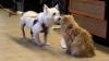 At San Francisco senior dog rescue, a resident cat clocks in to test which pups can live with cats