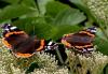 NATURE: Warmer winters due to climate change mean increasing numbers of red admirals over-wintering in Britain