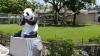 Japan's resort town Shirahama seeks new tourist draw after panda departure