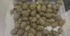 China customs foils smuggling of 64 tortoises at Shenzhen port