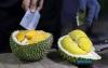 General : FAMA Intensifies Durian Marketing, Intervention Plan In Penang