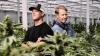 America’s Biggest Cannabis Greenhouse Wants To Become ‘The Sunkist Of Weed’