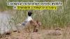 Ecological restoration revives wildlife at Shanghai's Yangtze estuary