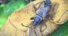 UK's rarest insects discovered thriving in New Forest landscapes