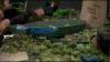 Virginia Beach business owner praises cannabis compromise but raises concerns over seed restrictions